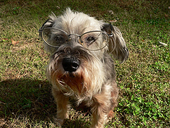 I CAN SEE CLEARLY NOW, dog, cute, glasses, adorable HD wallpaper