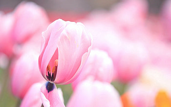 Flowers, Pink, Tulips, Macro HD wallpaper