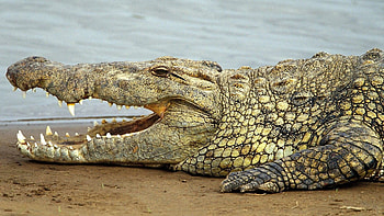 Alligator , High-definition , Reptile appreciation, Visual delight HD wallpaper