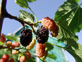 Mulberry berries , Ripe fruits, Delicious berries HD wallpaper