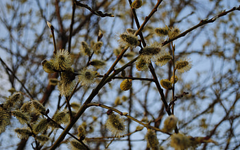 Plants, Trees HD wallpaper