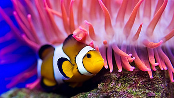 Clownfish, Palyao, Bal, Akvaryum HD wallpaper