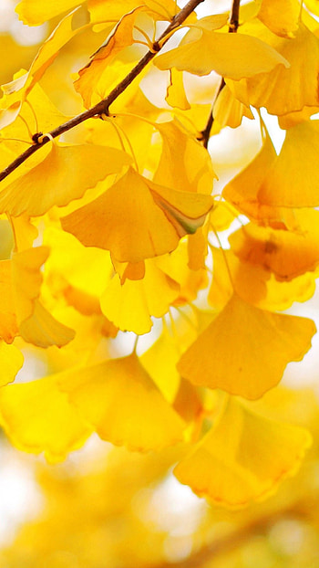 Ginkgo Biloba, Tree majesty, Captivating , Nature's grandeur HD phone wallpaper