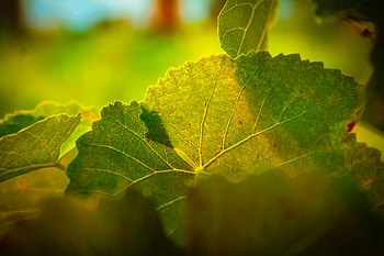 Leaves, Macro, Shine, Light, Veins HD wallpaper