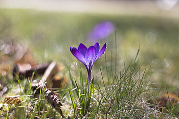 Crocus, grass, bloom, blur HD wallpaper