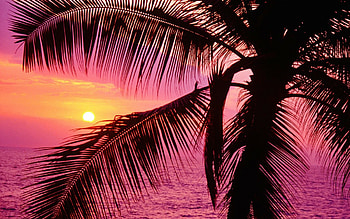 Palm Tree, Breathtaking sunset, Stunning background , Nature's beauty HD wallpaper