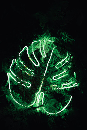 Dark, Shine, Light, Fern, Neon, Leaflet HD phone wallpaper
