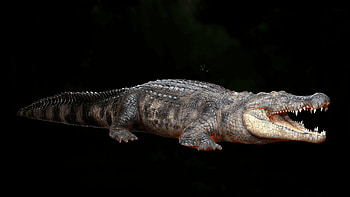 Alligator finished projects, 3D rendering, Blender artists community, 3D modeling HD wallpaper