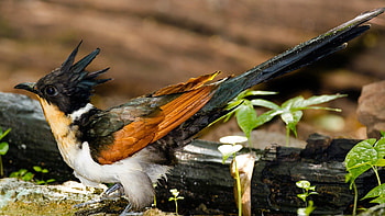 Chestnut-winged cuckoo, Avian beauty, Vibrant plumage, Nature's art HD wallpaper