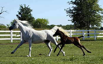 Animals, Jump, Horse, Stallion, To Jump, Gallop HD wallpaper