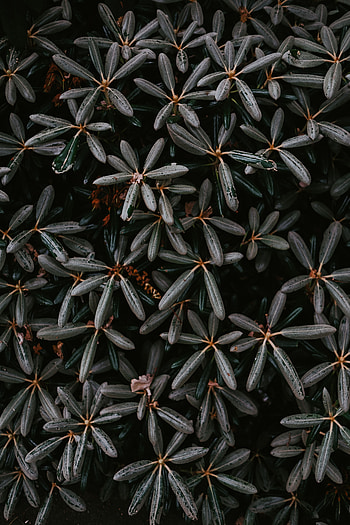 Leaves, Bush, Plant, Macro, Close-Up, Exotic HD phone wallpaper