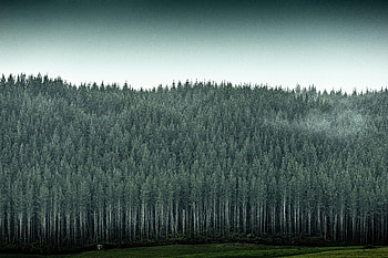 Nature, Trees, Pine, Forest, Needles HD wallpaper