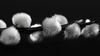 Pussy-willow, pussy, willow, nature, spring HD wallpaper