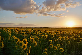 Golden sunflowers in full bloom under a dramatic sunset sky, showcasing nature's beauty. HD wallpaper