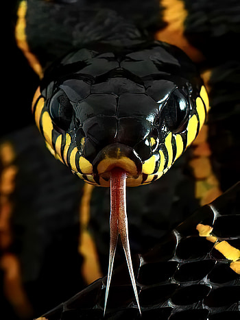 Serpientes, Animales HD phone wallpaper
