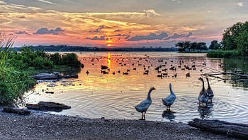ducks and geese on a lake at sunset r, ducks, shore, r, lake, sunset, geese HD wallpaper