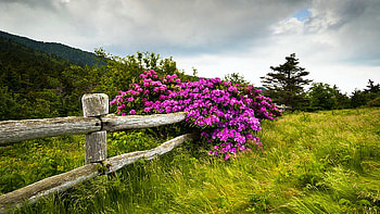 Carvers Gap Roan Mountain State Park Highlands, Tennessee, hills, fence, blossoms, clouds, trees, landscape, sky, bush, usa HD wallpaper