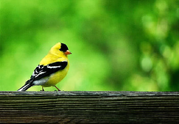 Male Goldfinch, goldfinch, bird, male, yellow HD wallpaper