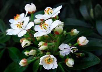 Delicate Blooms, bouquet, white flowers HD wallpaper