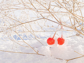 snow berries, others, red, berries, fruits, nice HD wallpaper