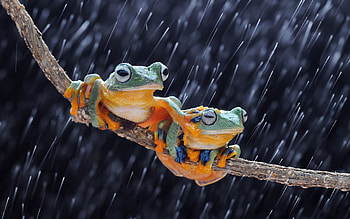 Frogs, branch, animal, frog, rain HD wallpaper