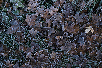 Nature, Grass, Leaves, Frost, Hoarfrost HD wallpaper