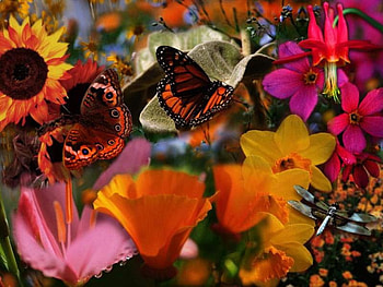 colorful nature, butterflies, flowers HD wallpaper