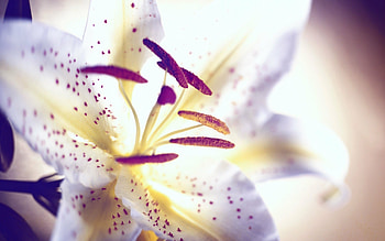 White lily flower, Zoey Anderson, Pure and elegant, Nature HD wallpaper