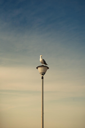 Animals, Sky, Bird, Lamp, Lantern, Gull, Seagull HD phone wallpaper
