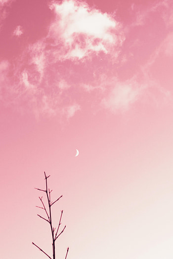 Pink, Clouds, Moon, Minimalism, Branch HD phone wallpaper
