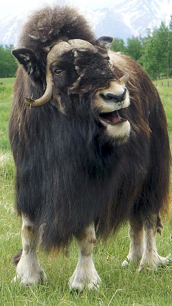 Musk ox farm, Alaskan rare animal, Animal Planet, Buffalo HD phone wallpaper