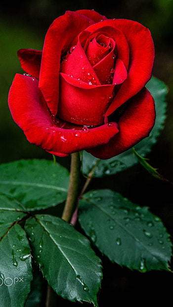 Red Rose, Rose HD phone wallpaper