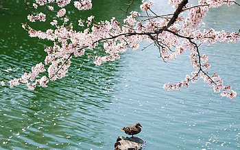 Animals, Sakura, Lake, Bird, Sit, Field, Duck HD wallpaper