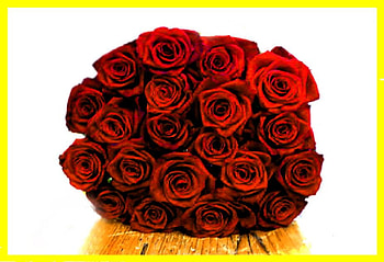 roses are red, plants, soft, delecte, nice, rose, blossoms, bud, red, nature, flowers, blooms, lovely HD wallpaper