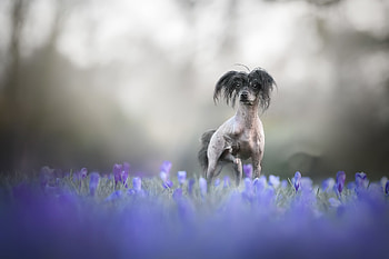 Doggy, Field, Flowers, Dog, Nature HD wallpaper
