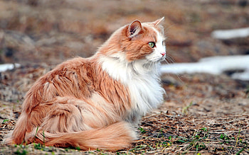 Animals, Leaves, Cat, Fluffy, Hunt, Hunting, Attention HD wallpaper