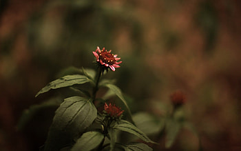 single in indoor, red, flower HD wallpaper