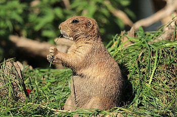 Interesting Prairie Dog Facts, Lesser known trivia HD wallpaper