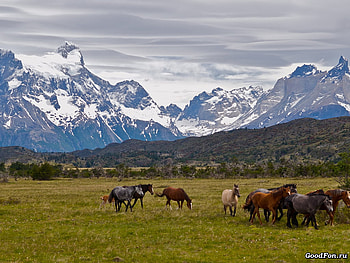 Horses in steppe, animal, steppe, horse, pretty, grass, mountain HD wallpaper