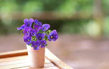 Violet, , Flower, Pansy HD wallpaper