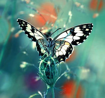 dom, wings, mustafa ozturk, white, black, fluture, butterfly, green, insect, macro HD wallpaper