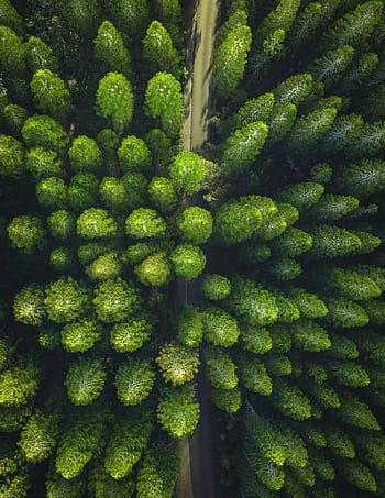 Breathtaking drone shot of a vibrant green forest with a winding path. HD phone wallpaper