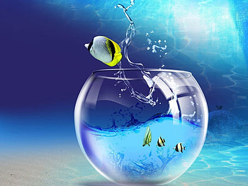 Animals, Fishes HD wallpaper