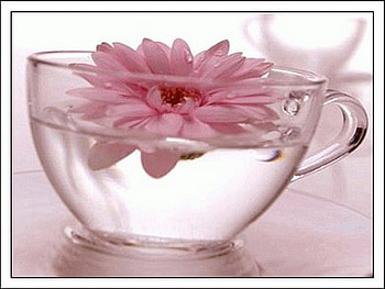 gerber, glass, pink, water HD wallpaper