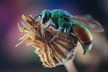 Macro graphy, Bee, graphy, Macro, insect HD wallpaper