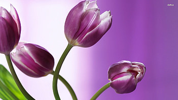Purple And White Tulips 821369 HD wallpaper
