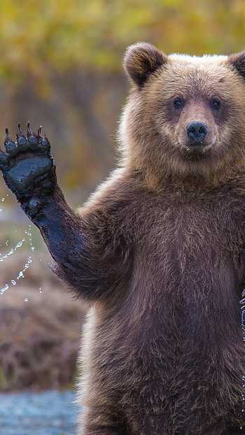 National Geographic , Big water bear , Fascinating animal details, Close-up shot HD phone wallpaper