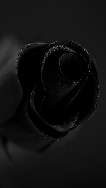 Black Rose, Dark Black, Theme HD phone wallpaper