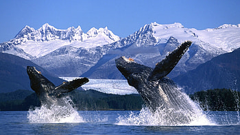 Blue Whale, 120 whale , Whale HD wallpaper