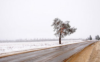 Nature, Snow, Wood, Road, Tree, Lonely, Mud, Dirt HD wallpaper